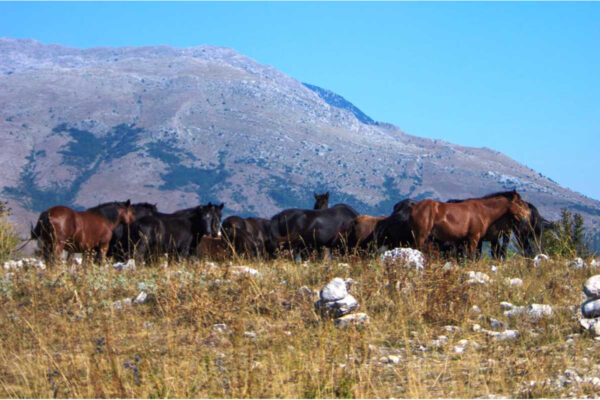 Podčabulja: Staza krša, konja i polja - Navigacijski paket